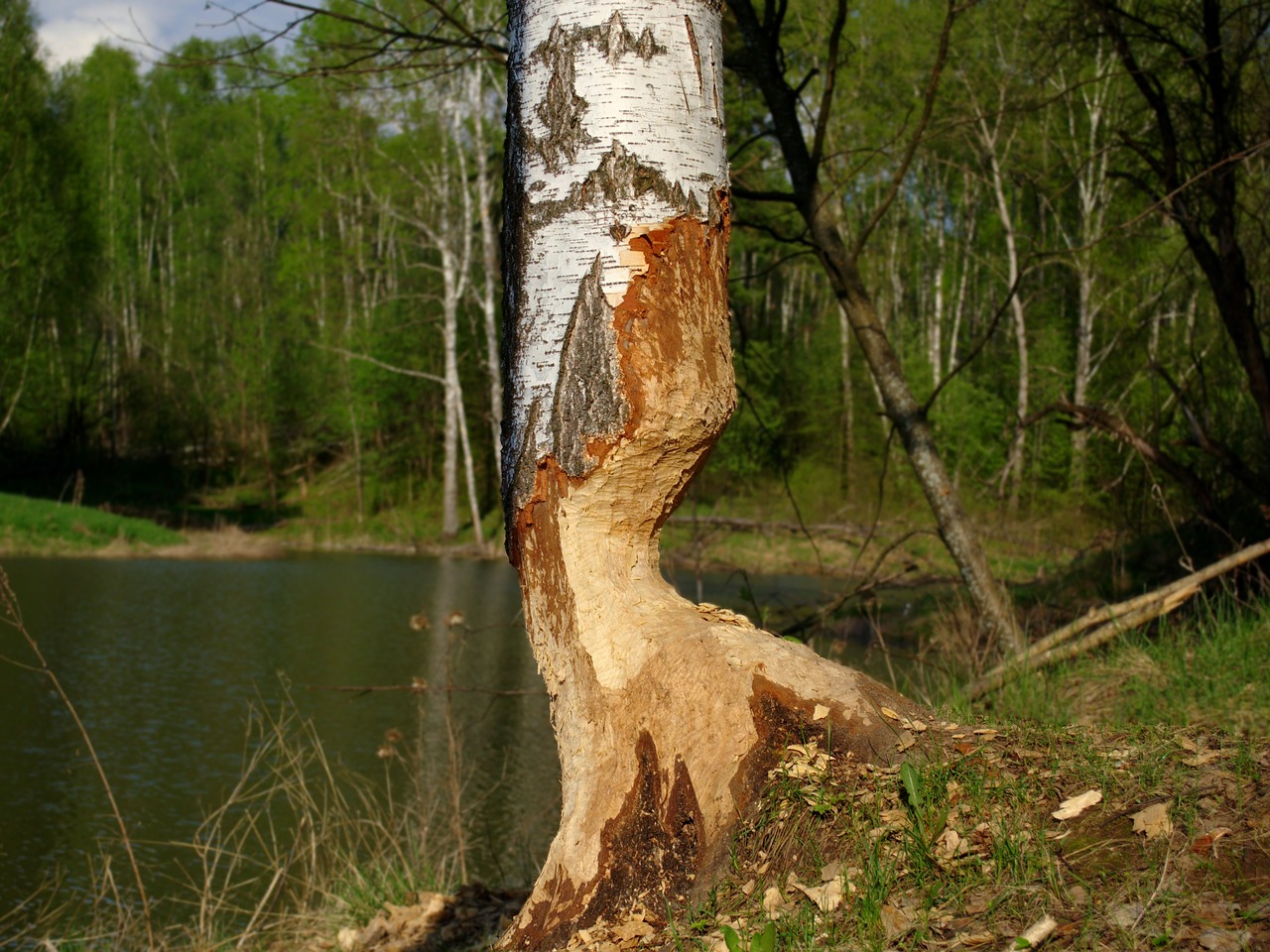 birch beaver or lifework free photo