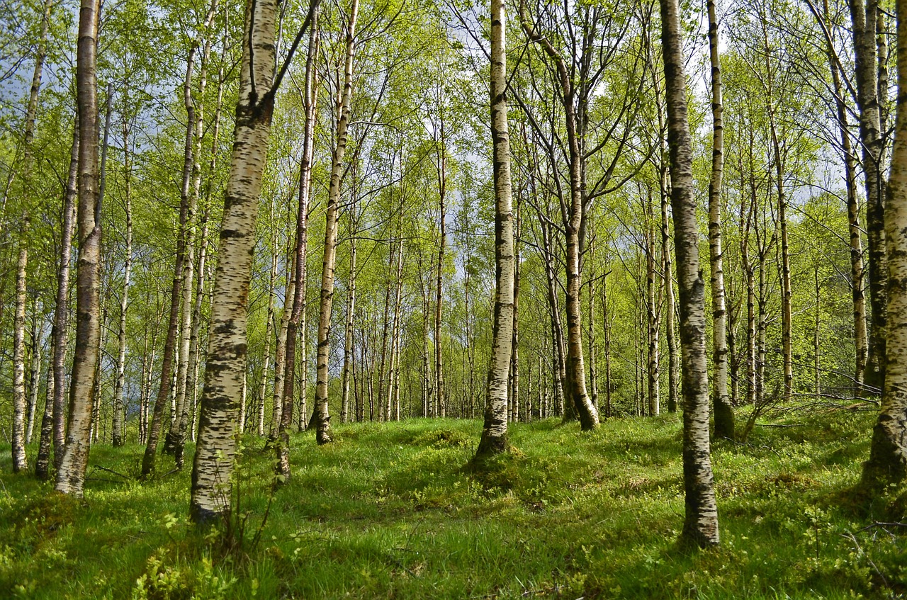 birch birch forest forest free photo