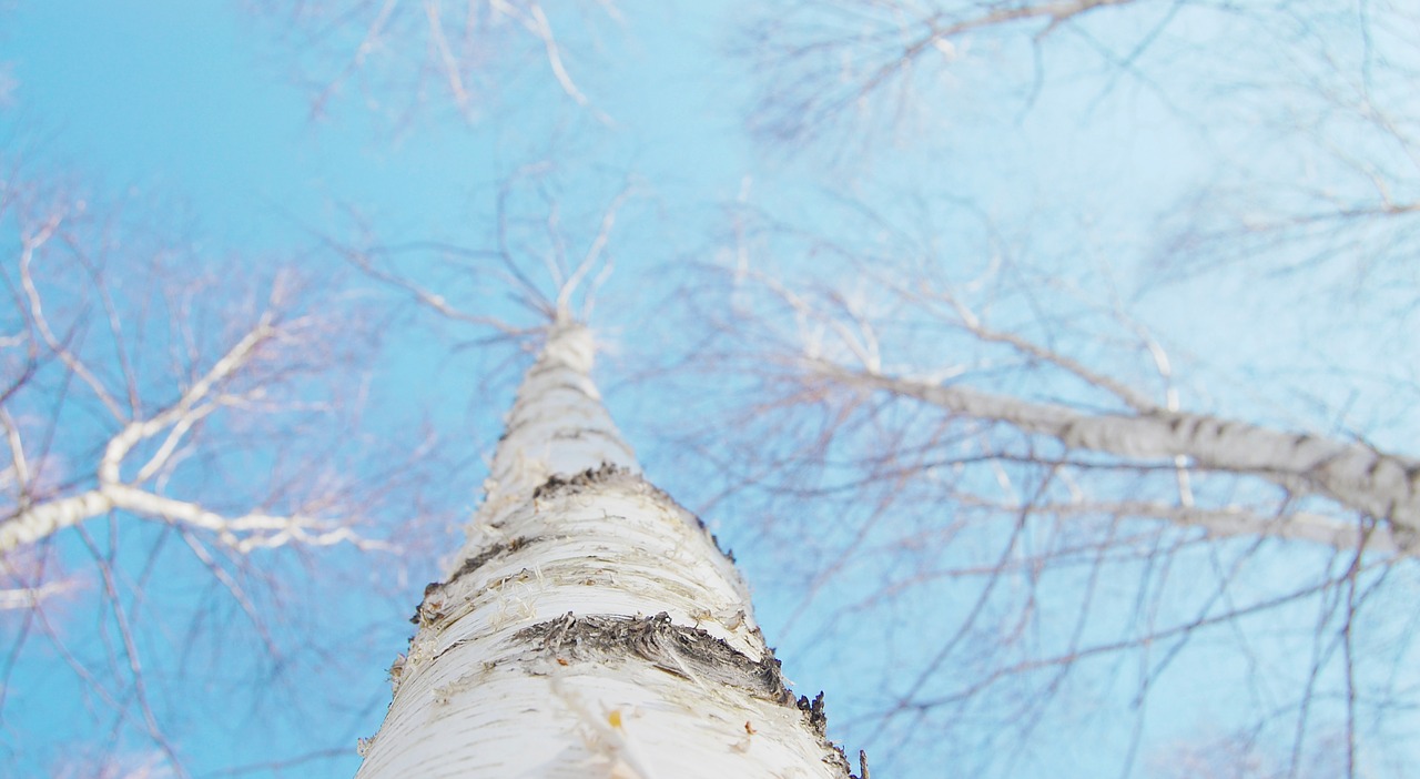 birch winter white free photo