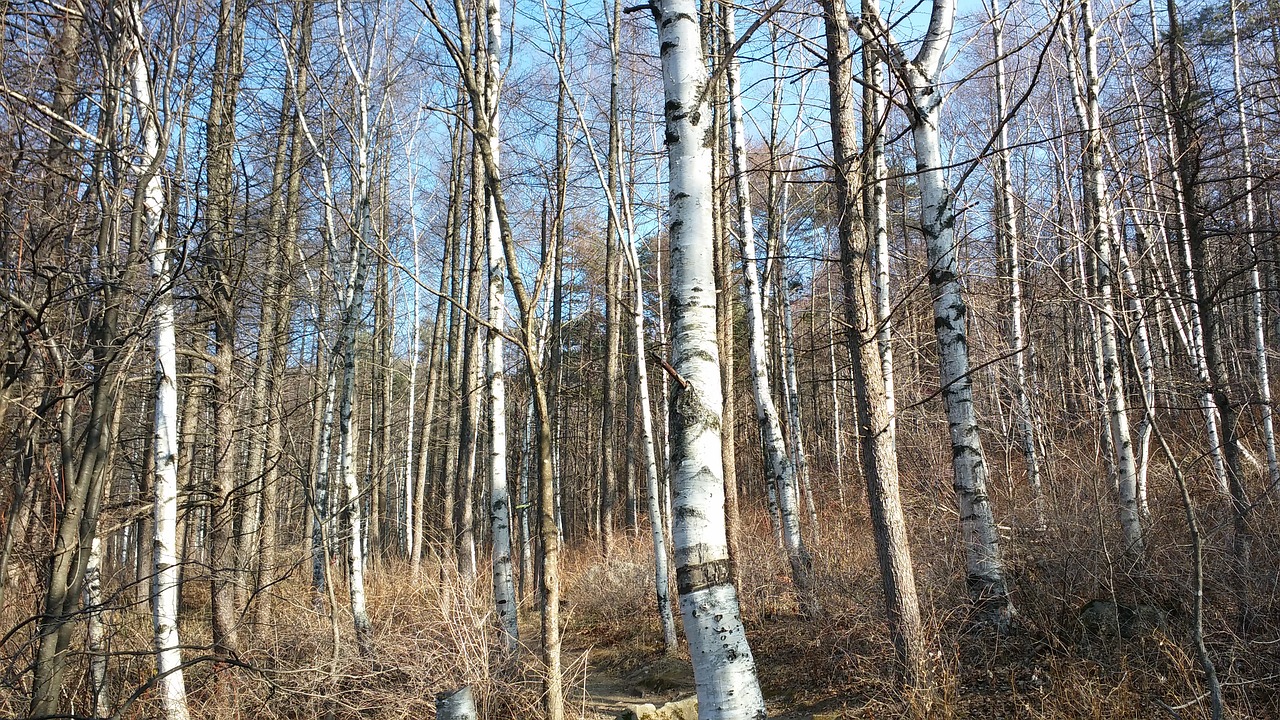 birch forest winter free photo