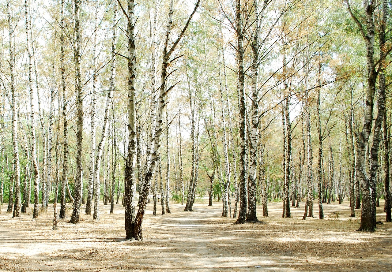 birch birch forest forest free photo