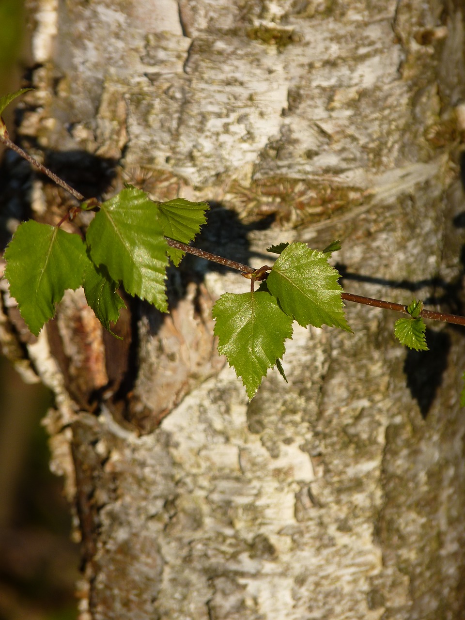 birch bark tree free photo