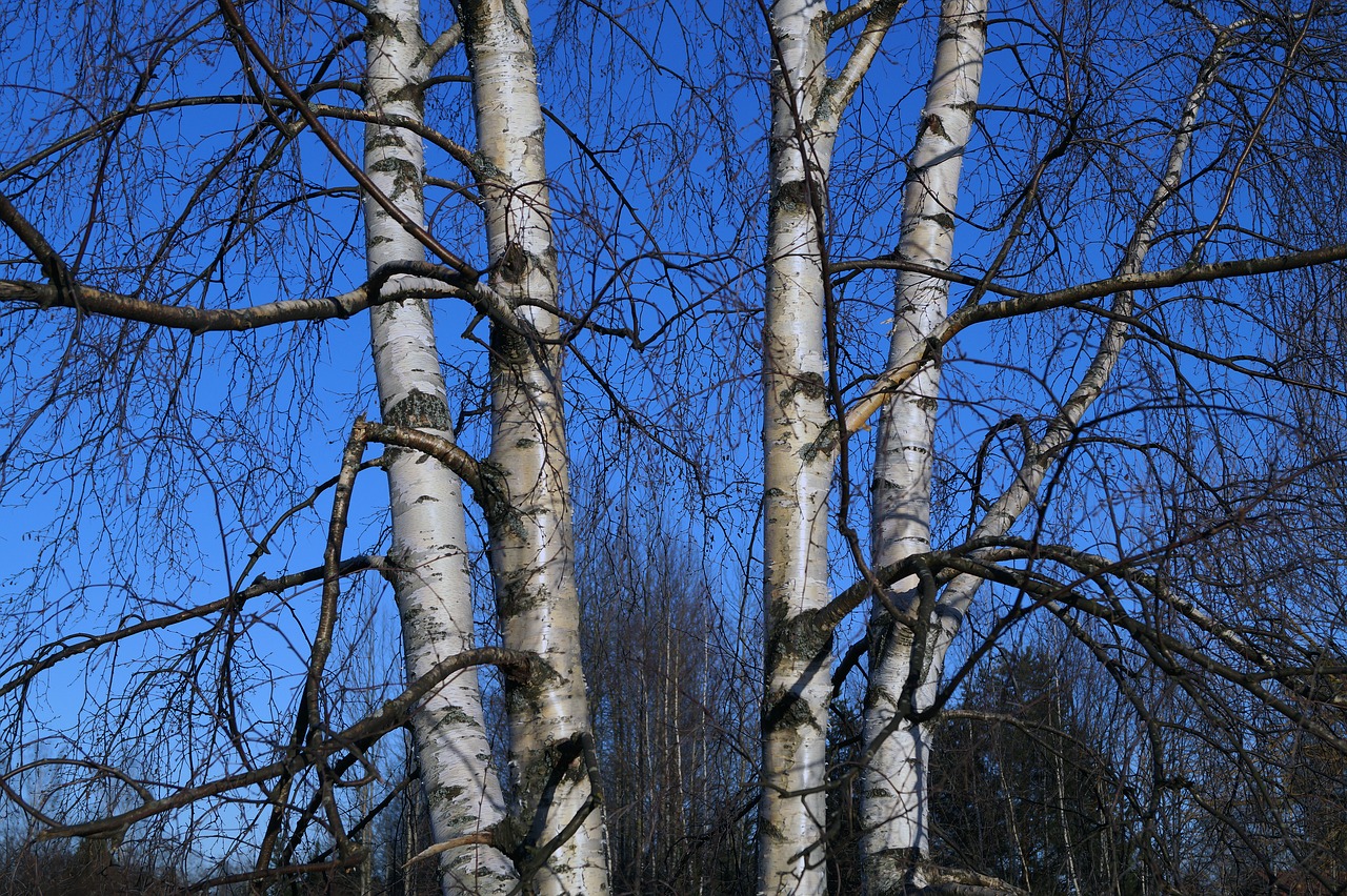 birch tree finnish free photo