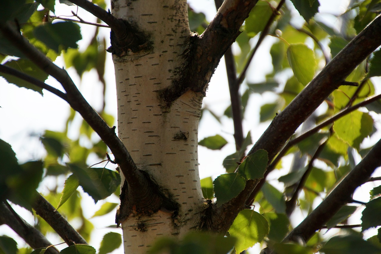 birch tree leaves free photo