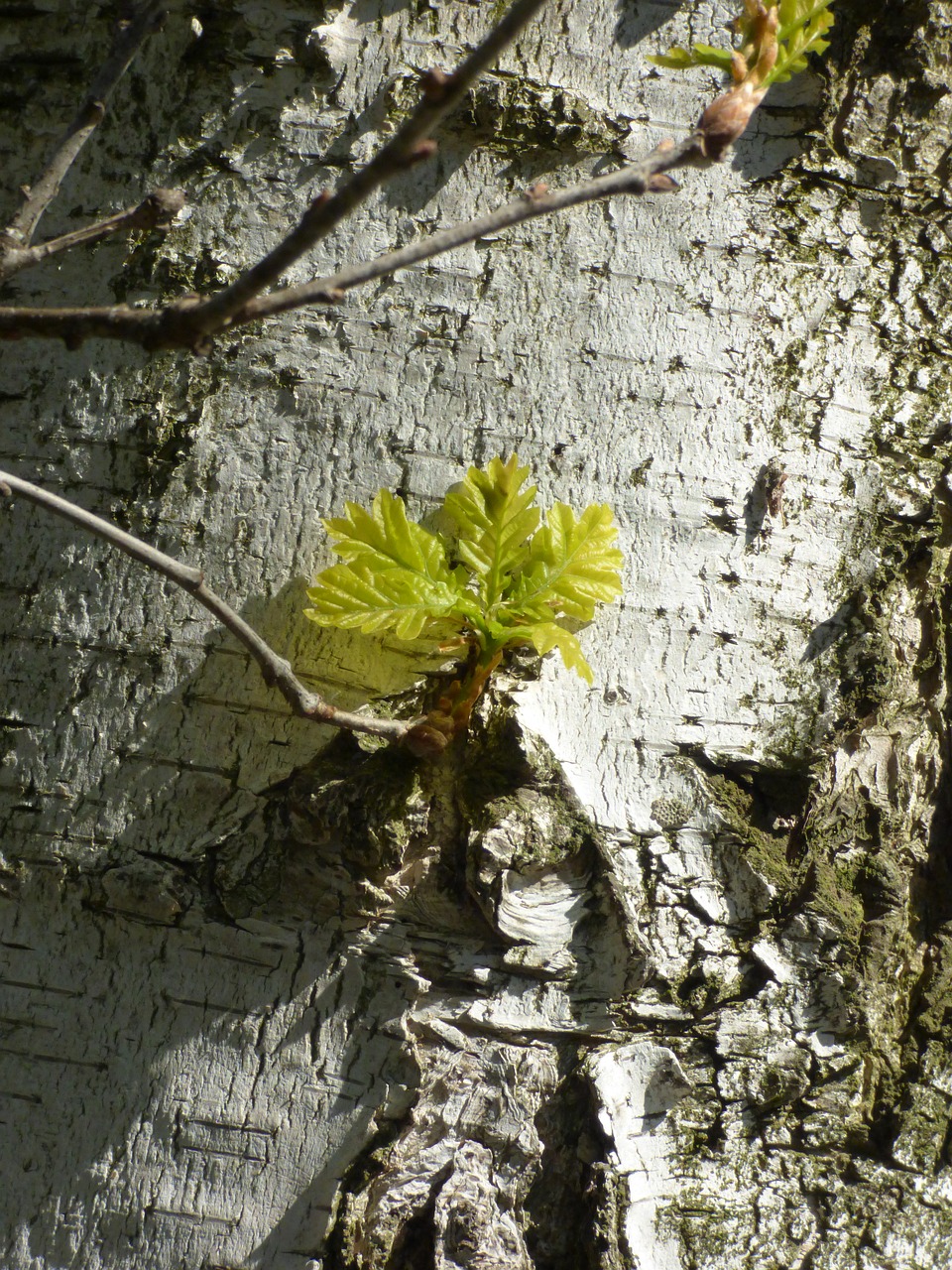 birch spring branch free photo