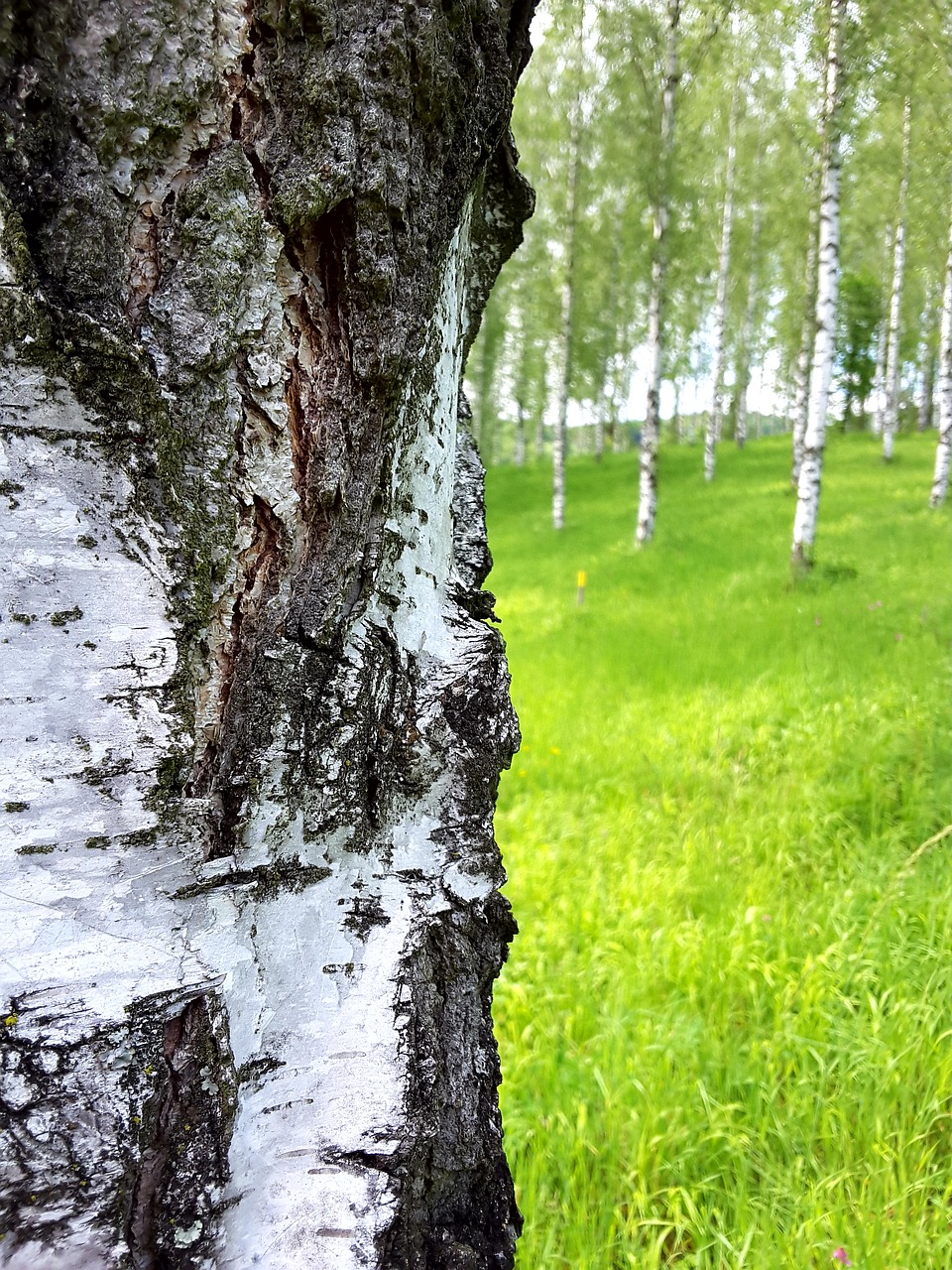 birch bark tribe free photo