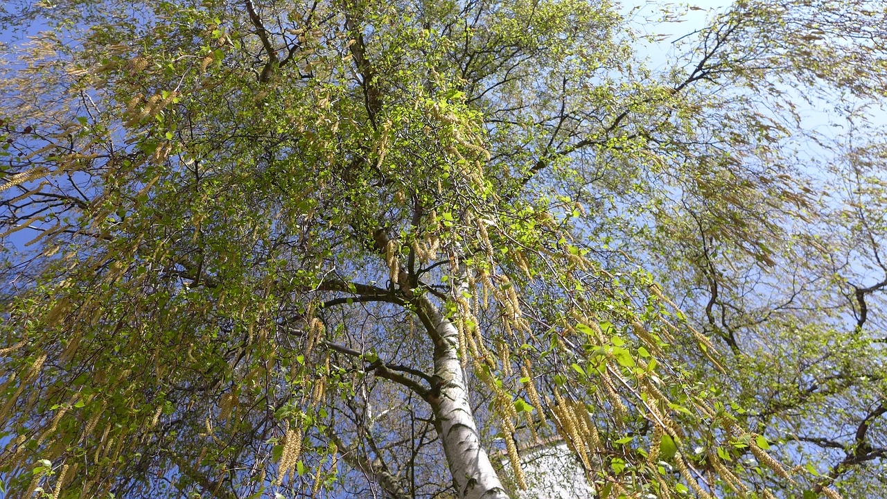 birch spring tree free photo