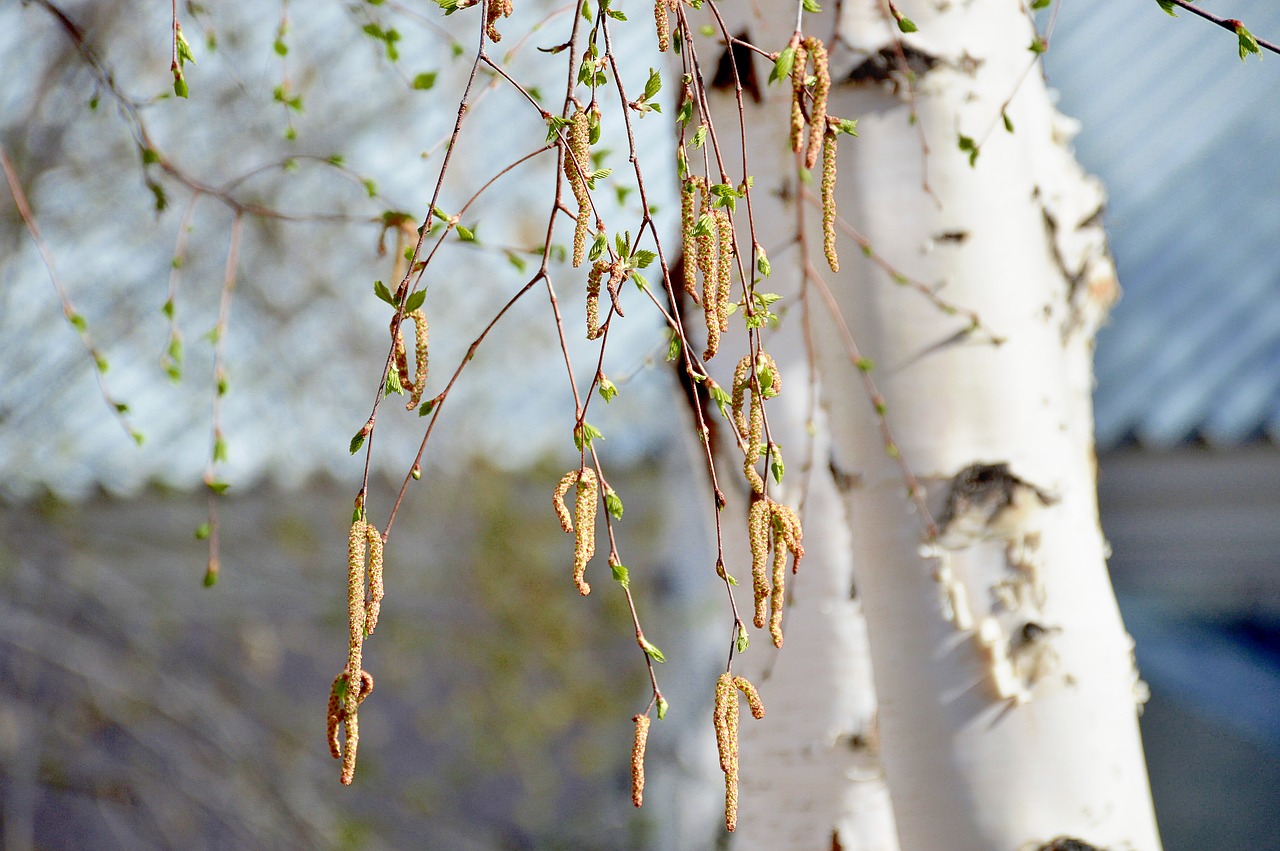 birch earrings trees free photo