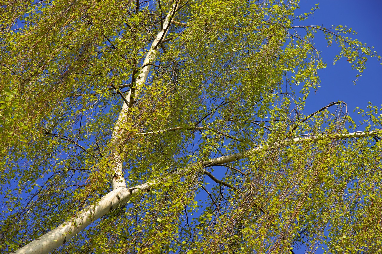 birch spring nature free photo