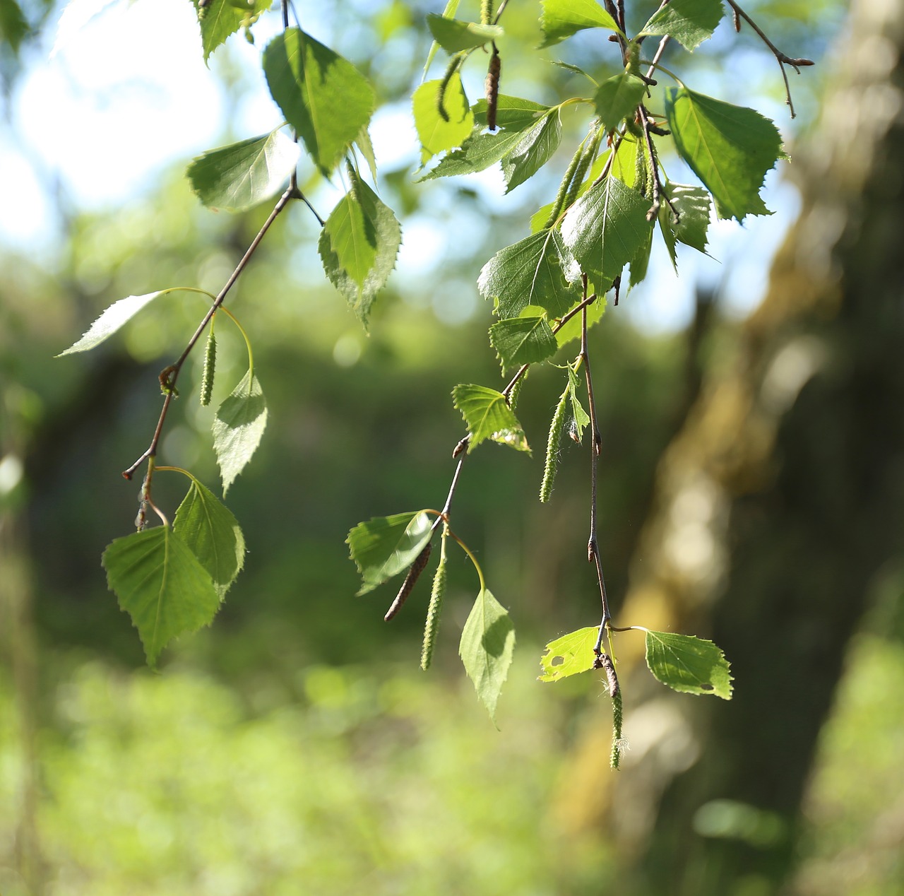 birch leaf tree free photo