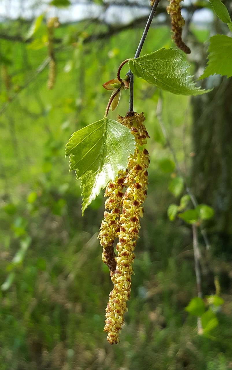 birch leaf pollen free photo