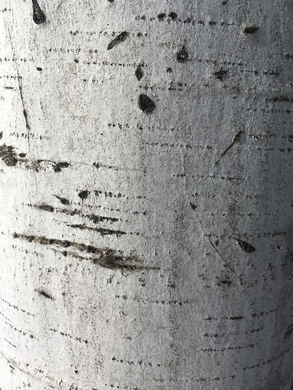 birch texture bark free photo