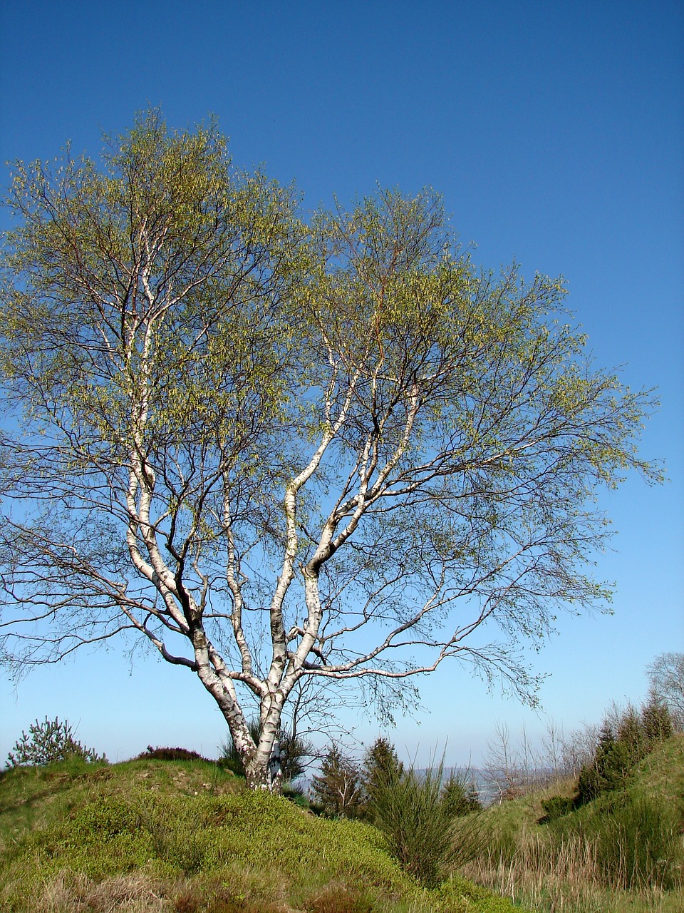 birch tree individually free photo