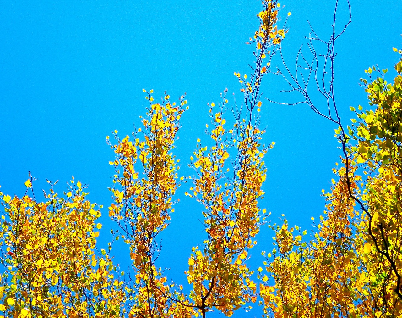 birch yellow blue free photo