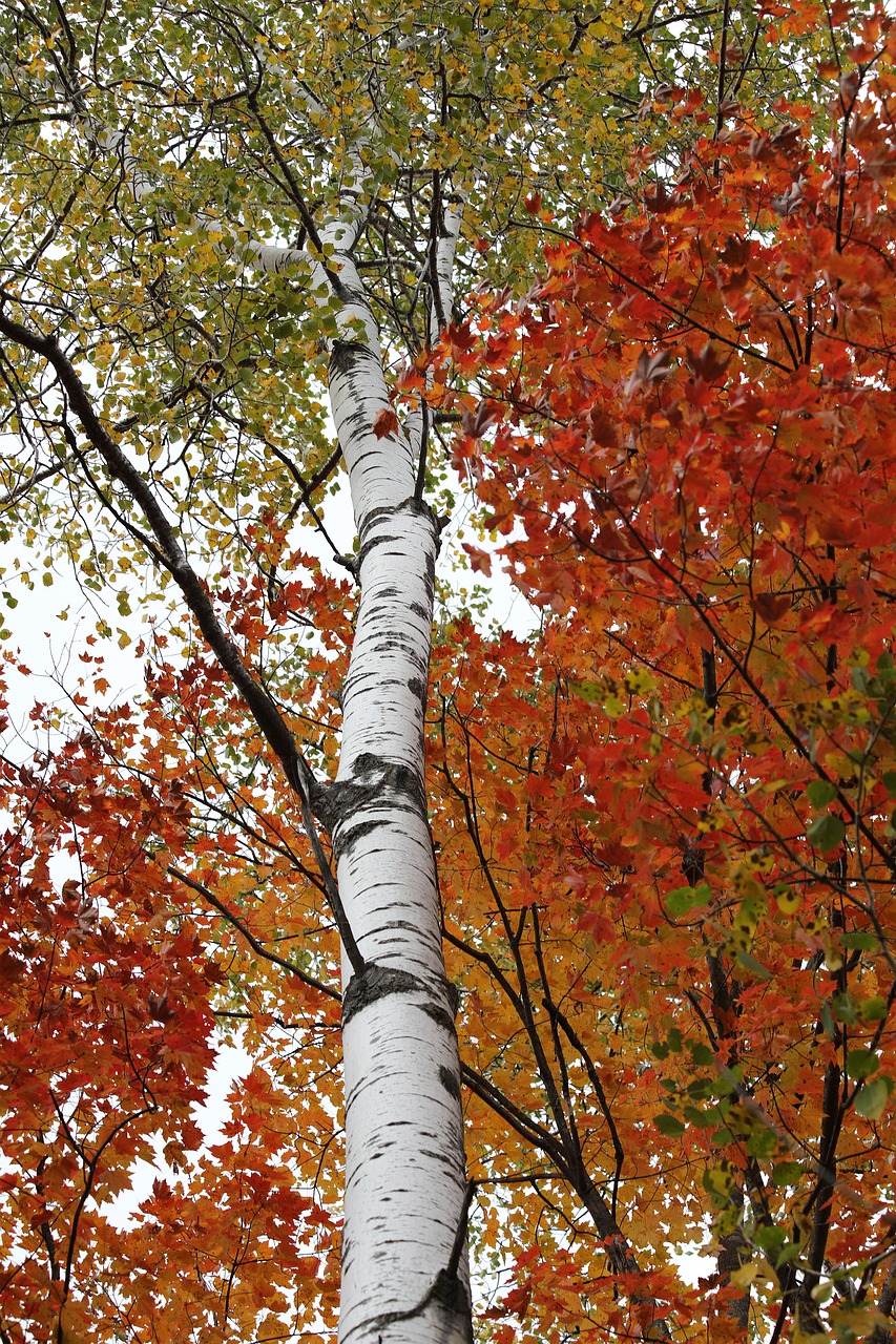 birch birch tree white bark free photo