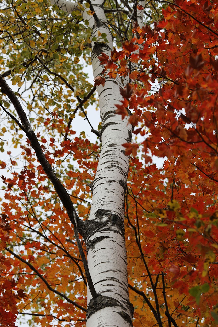 birch birch tree fall colors free photo