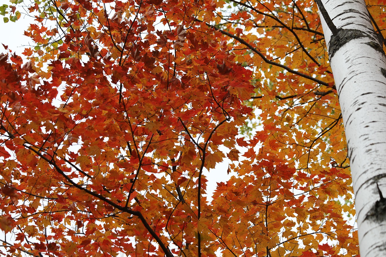 Листья березы осень