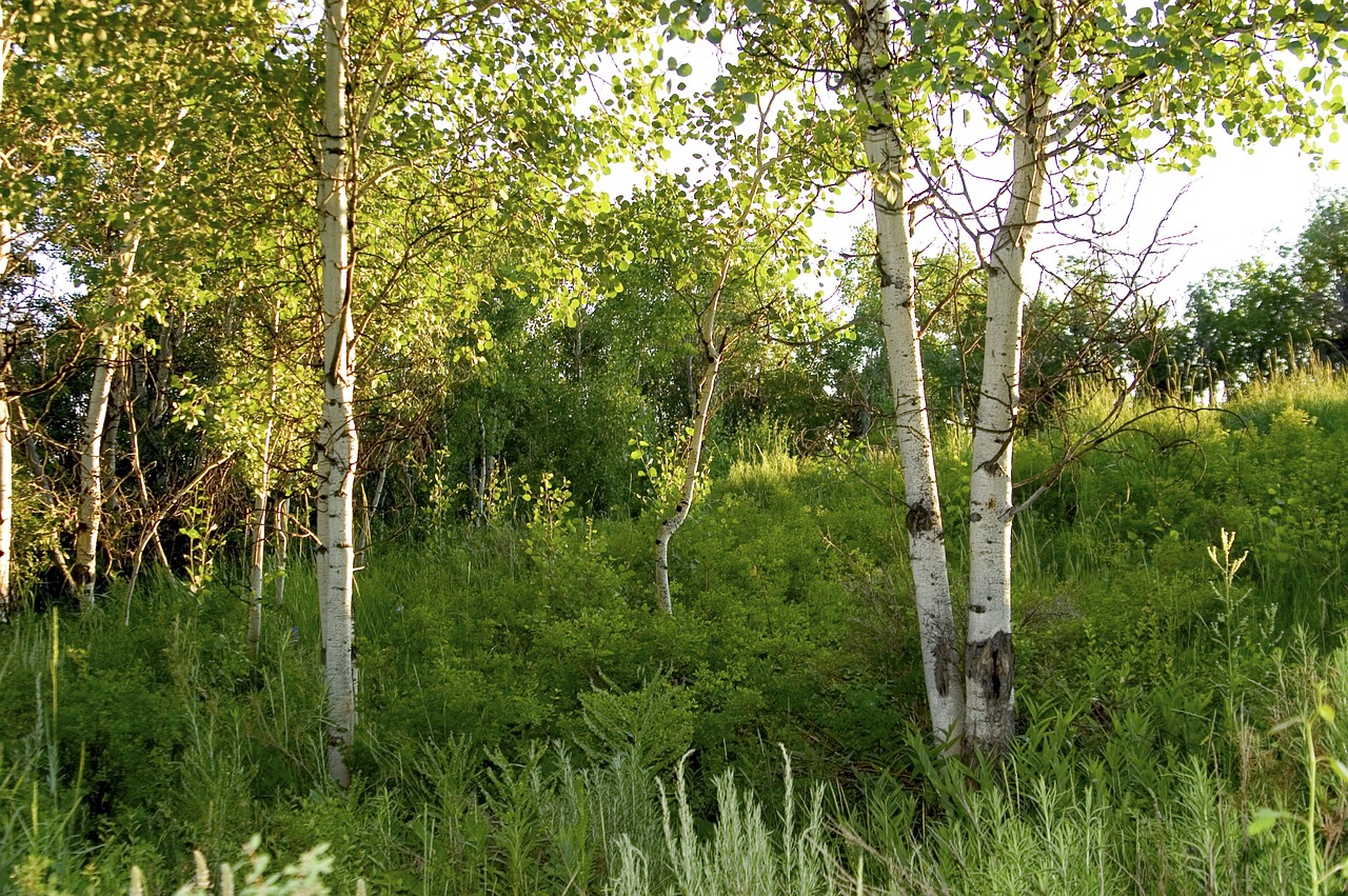 birch brkenwald trees free photo