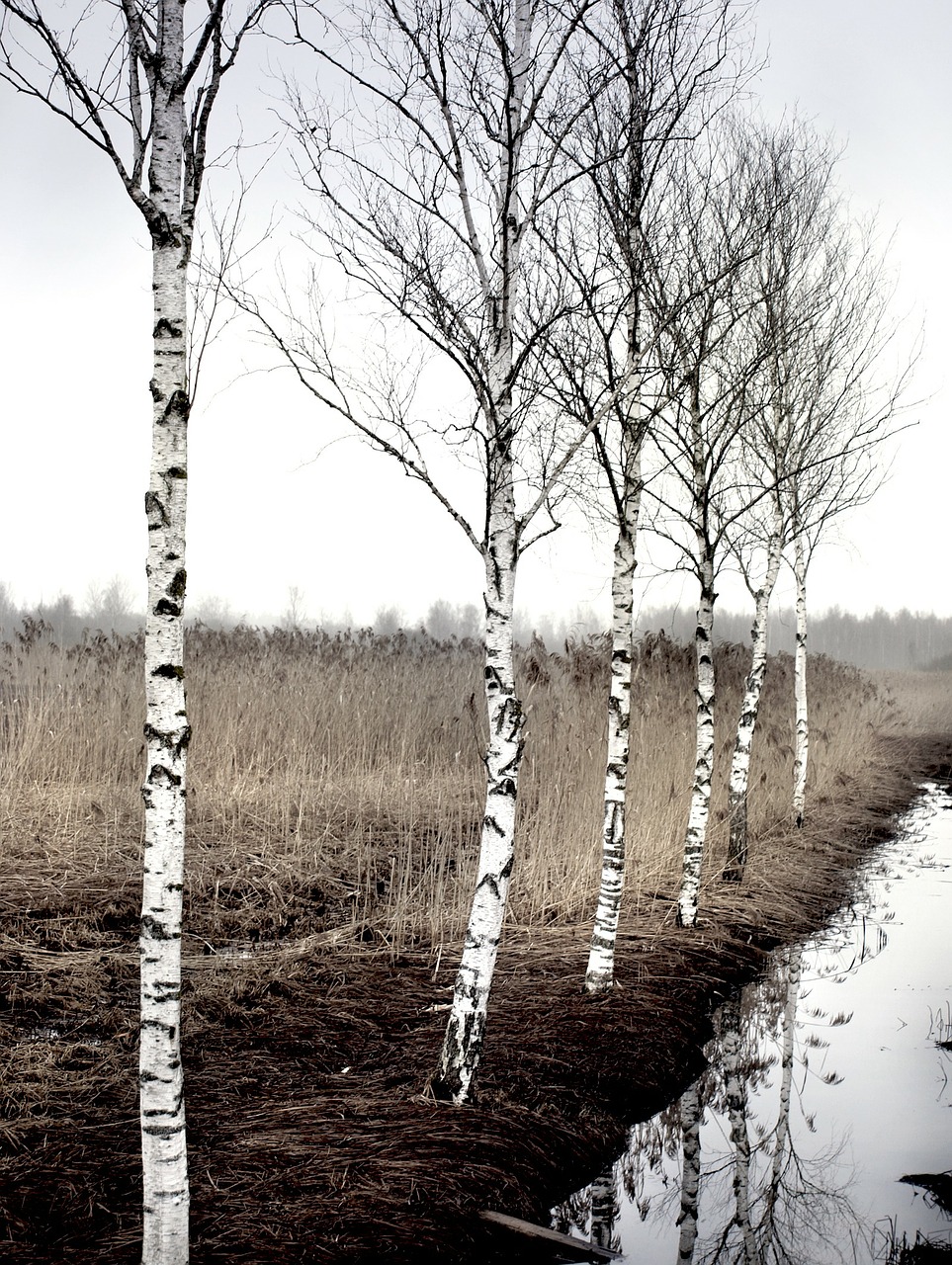 birch autumn tree free photo