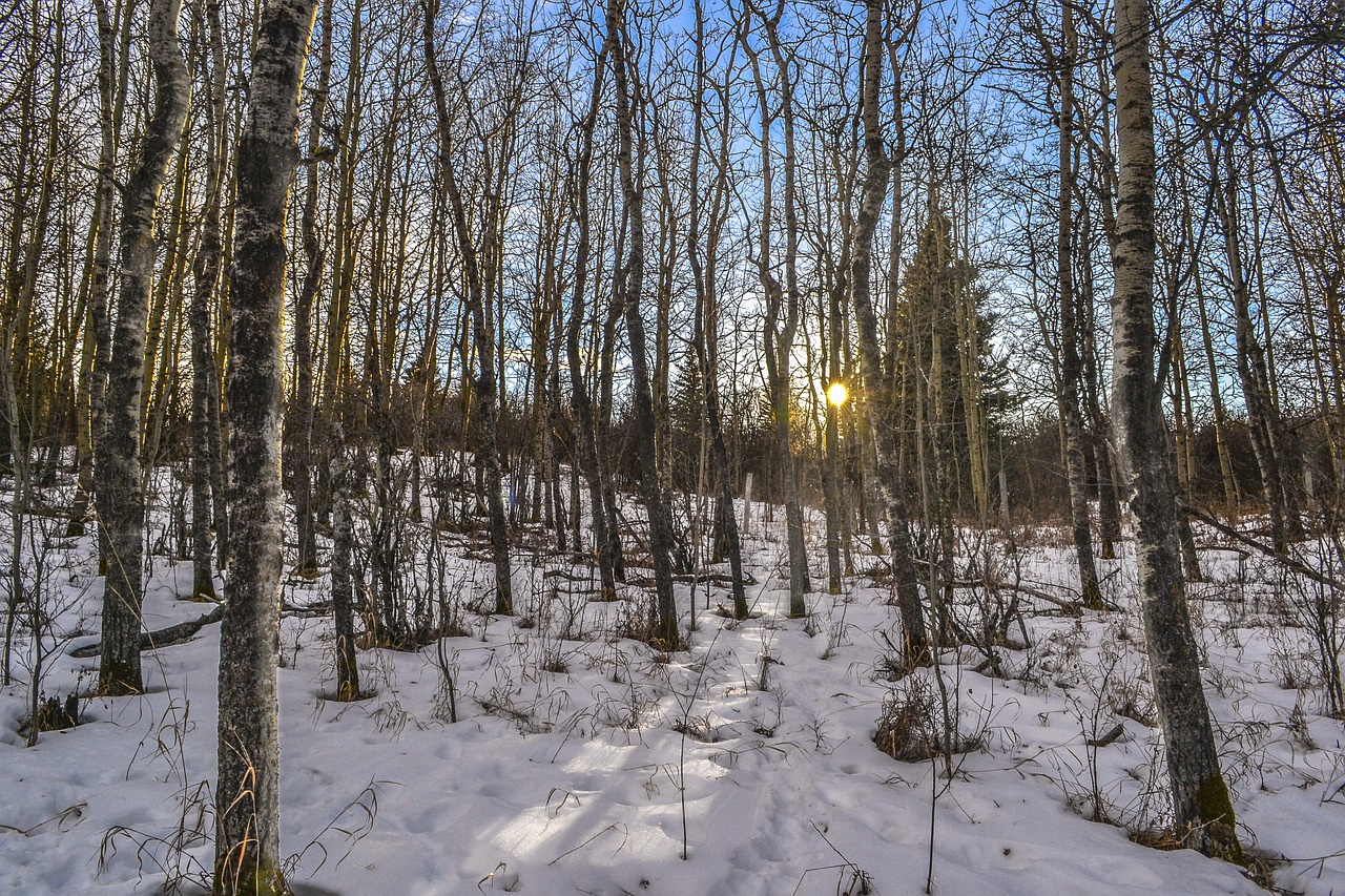 birch trees sunset free photo