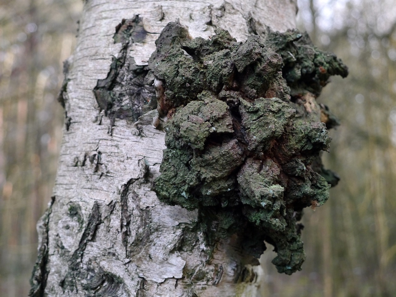 birch tree log free photo