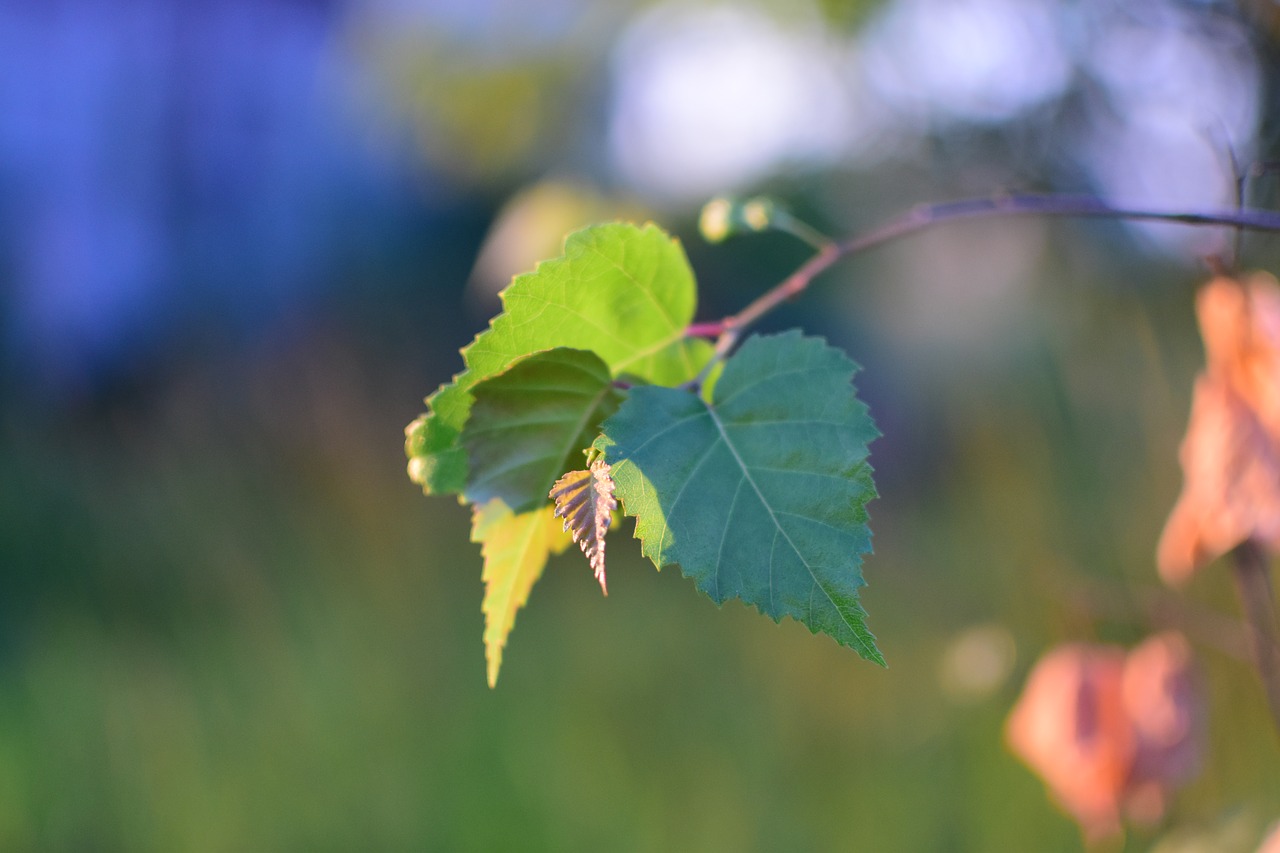 birch forest tree free photo