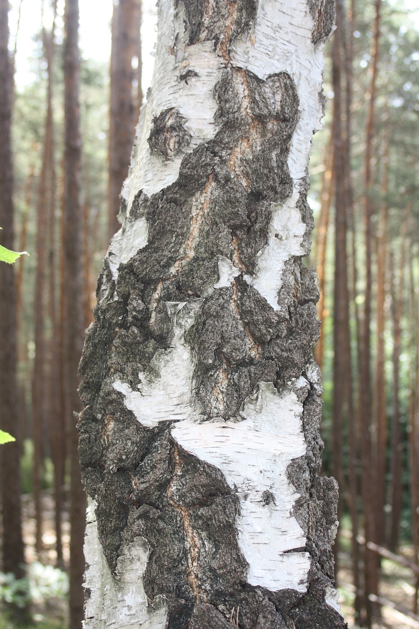 birch bark log free photo