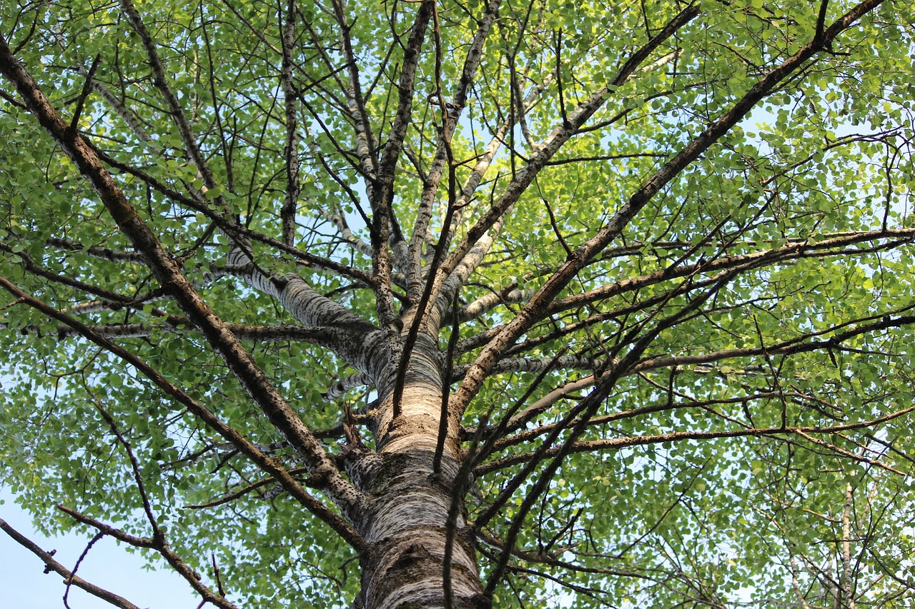birch branches finnish free photo