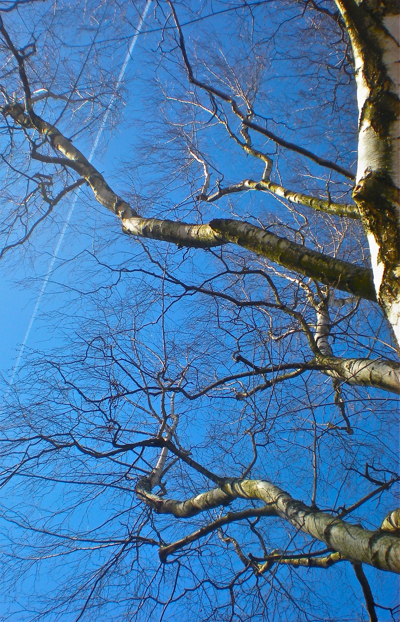 birch blue sky summer free photo