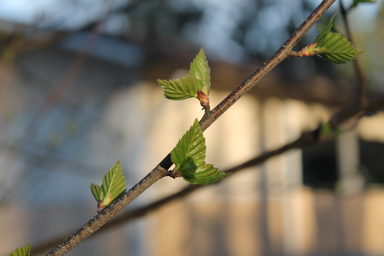 birch spring eye free photo