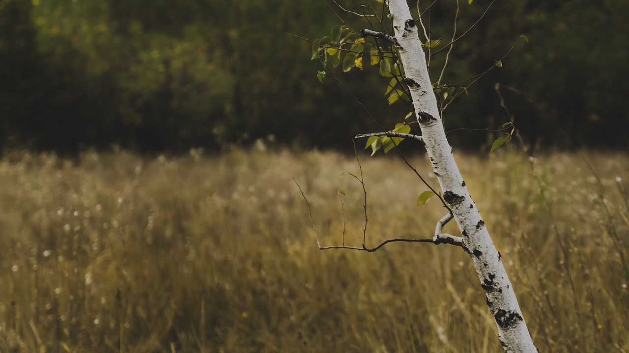 birch tree nature free photo