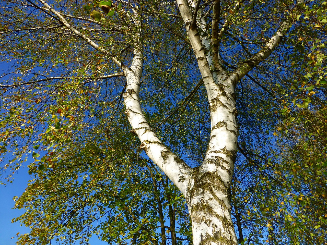 birch autumn skyward free photo