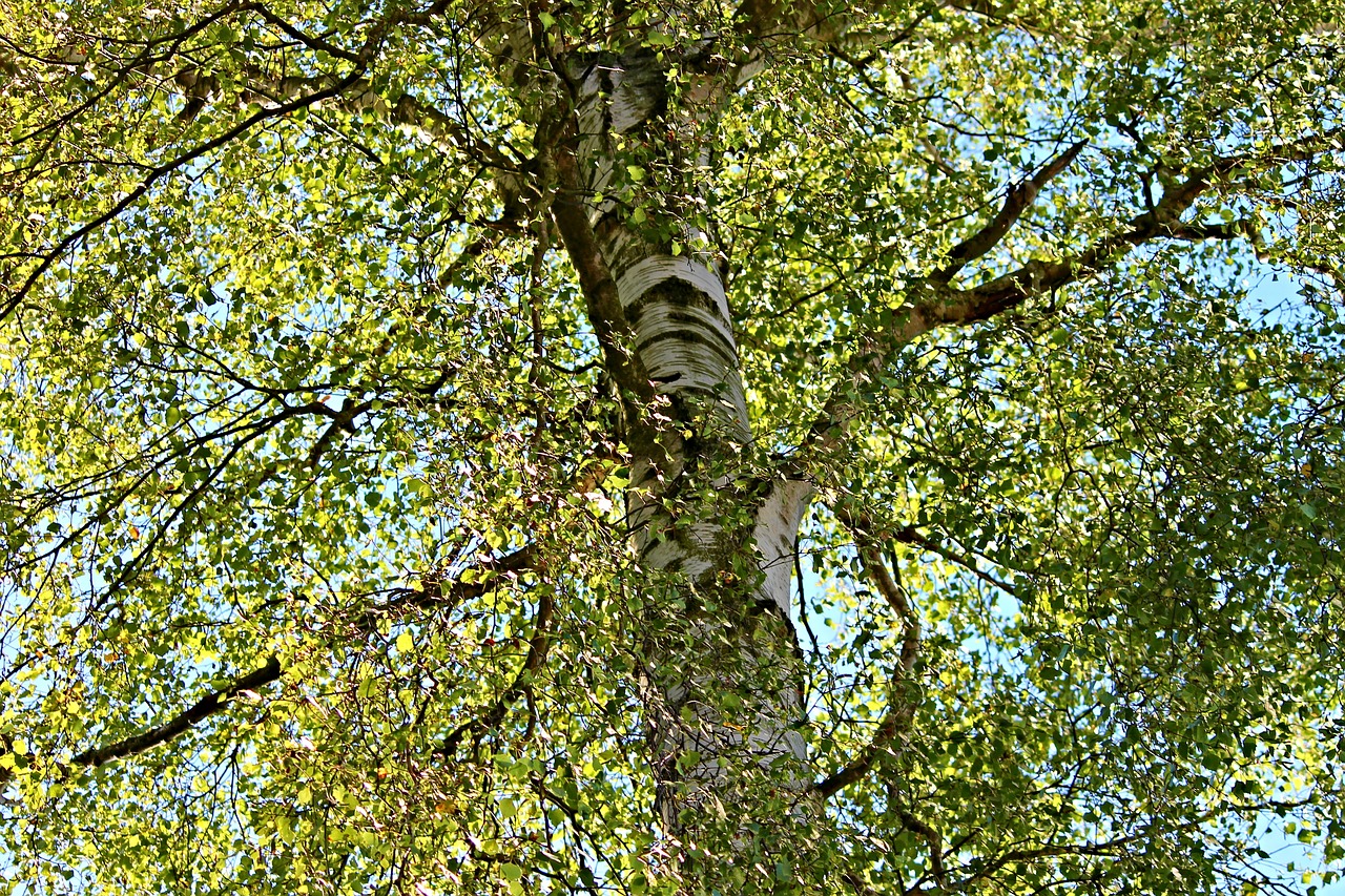 birch crown nature free photo
