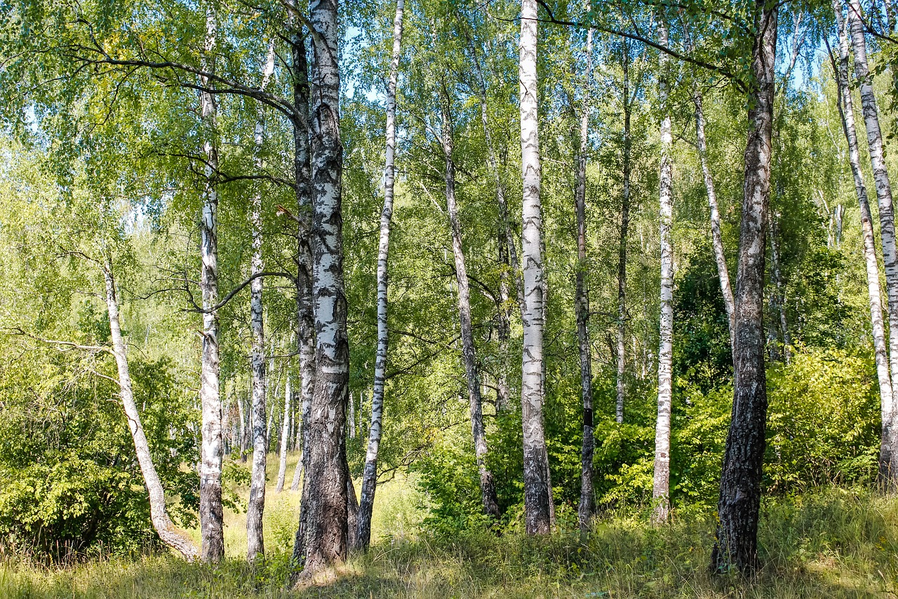 birch grove forest free photo