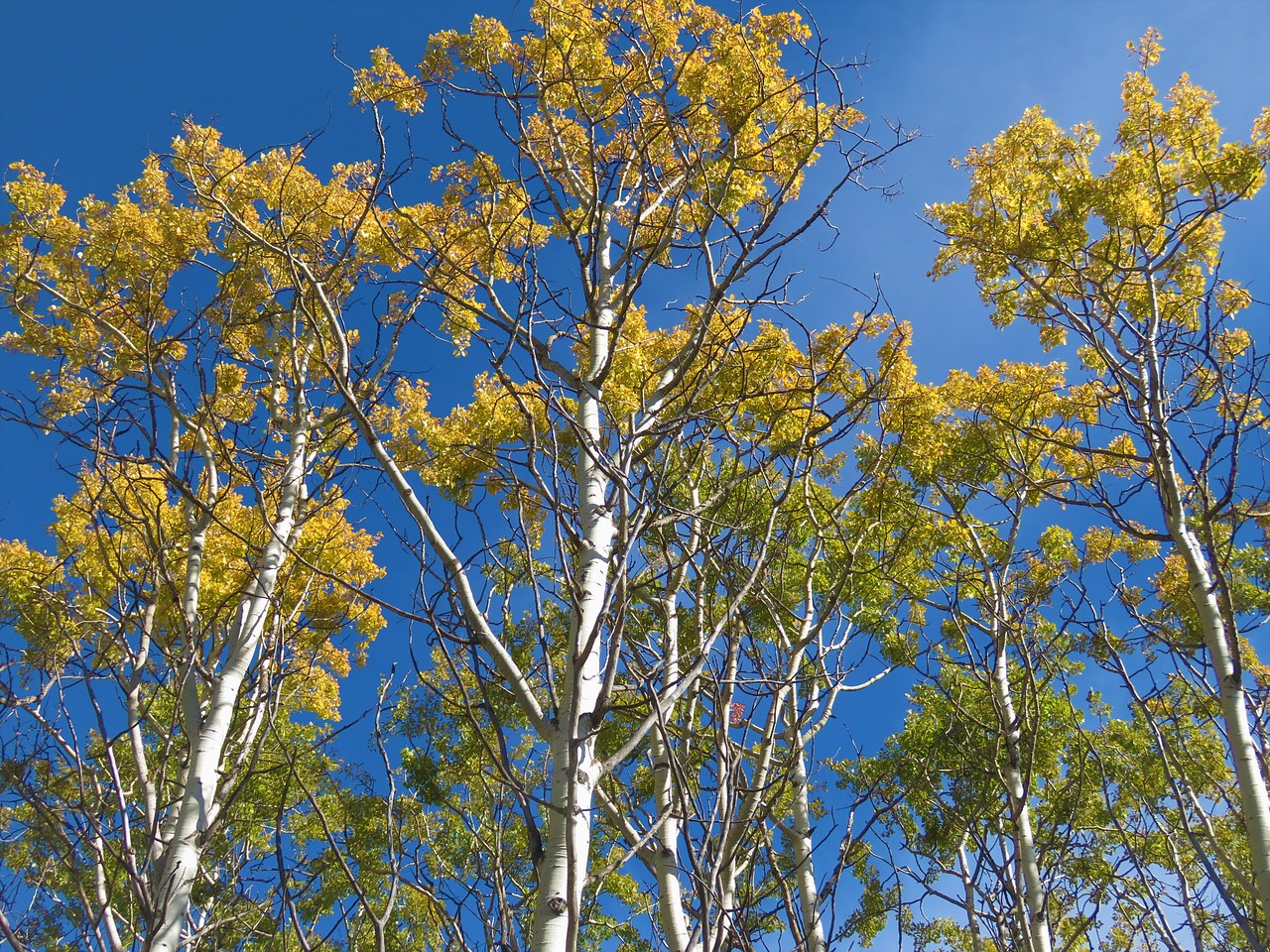 birch trees sky free photo