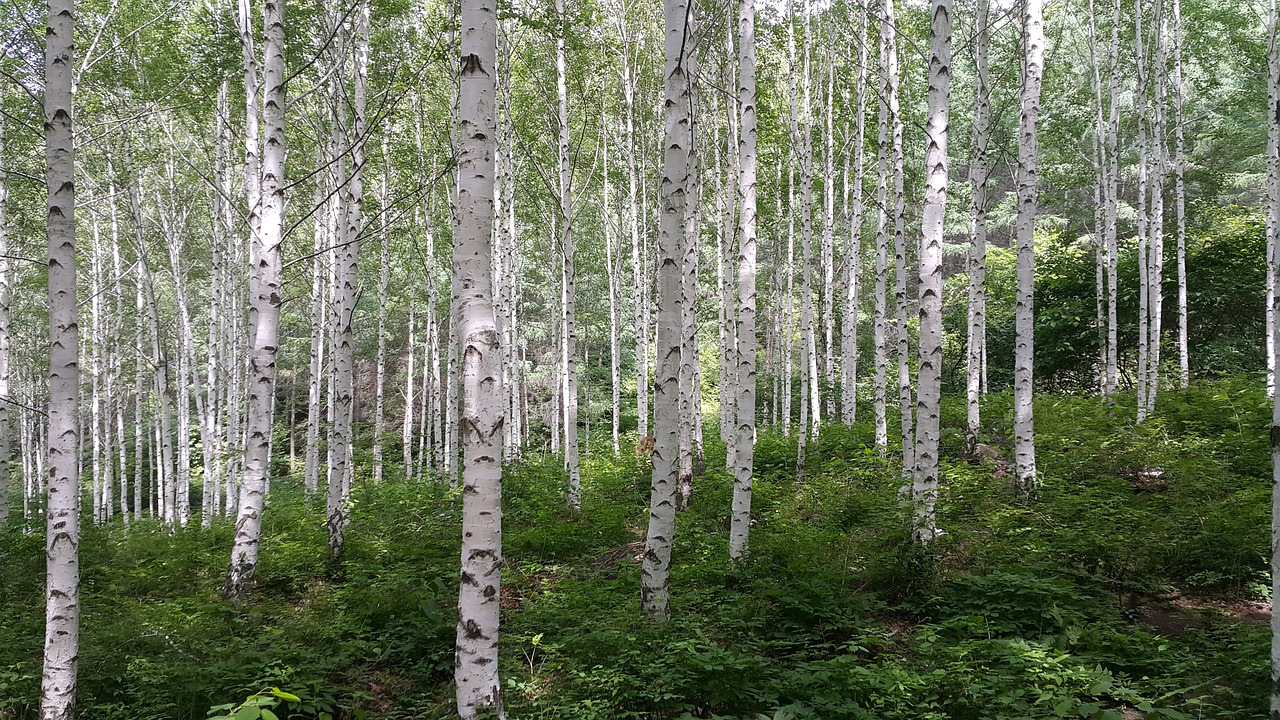 birch forest spring free photo