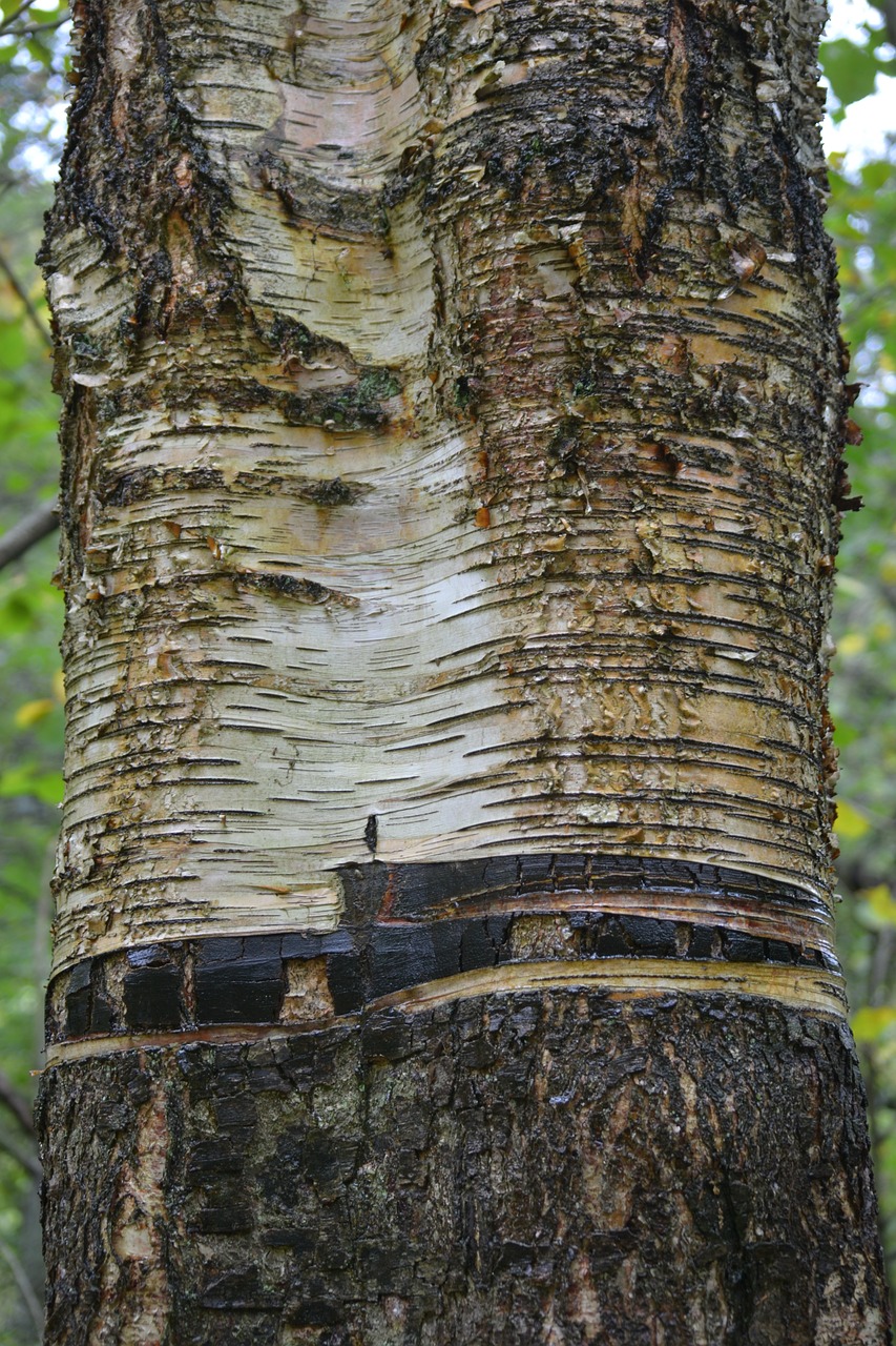 birch tree bark close free photo