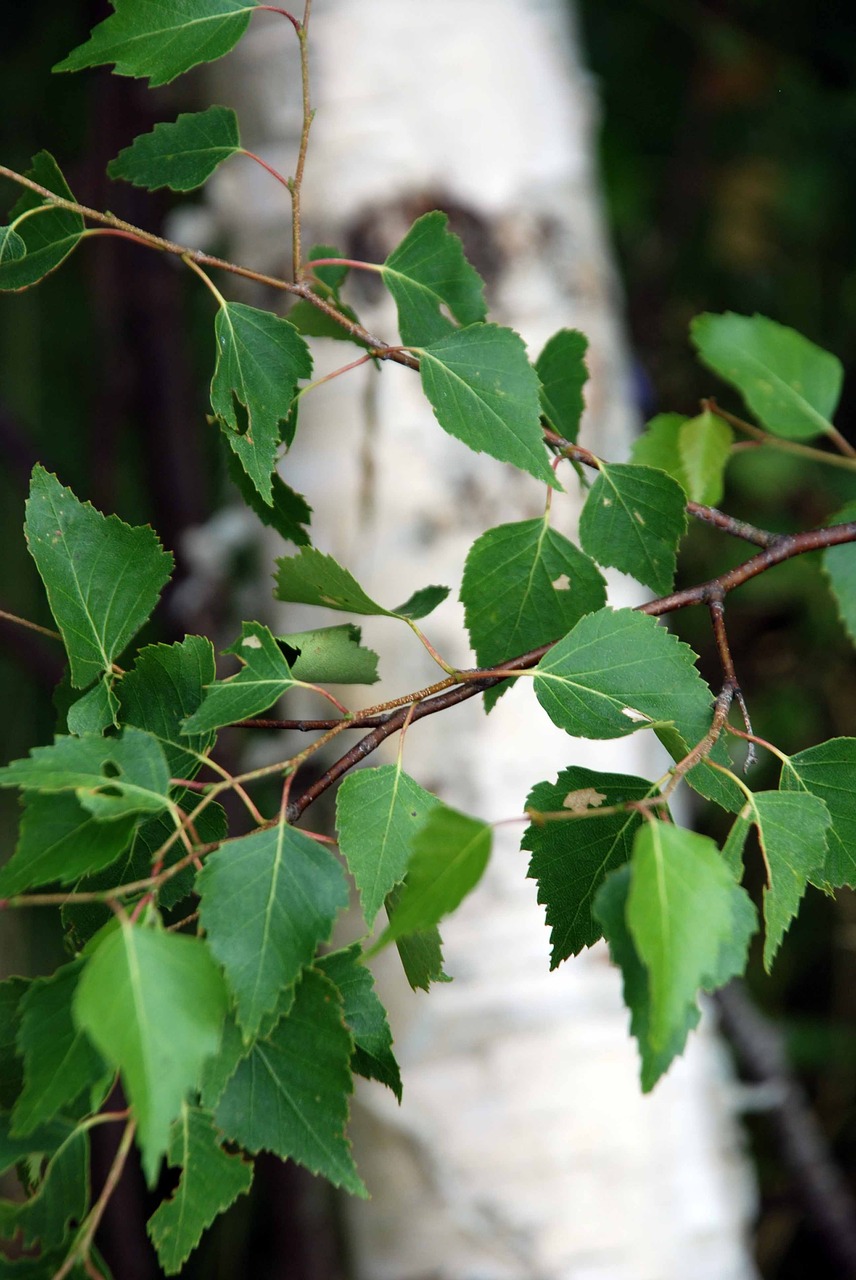 birch sommarbjörk hardwood free photo