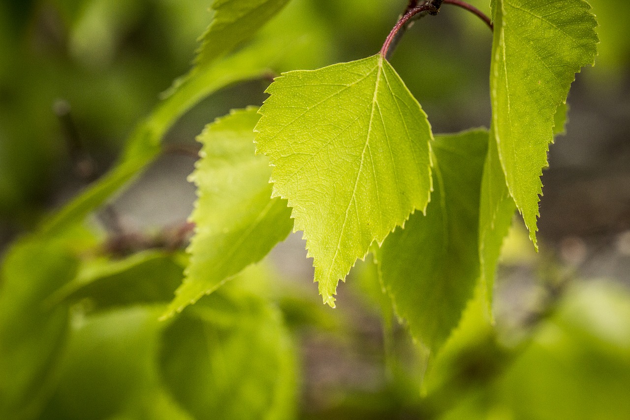 birch leaf nature free photo