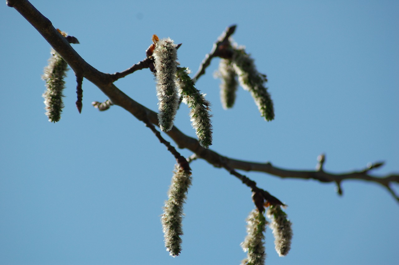 birch blossom bloom free photo