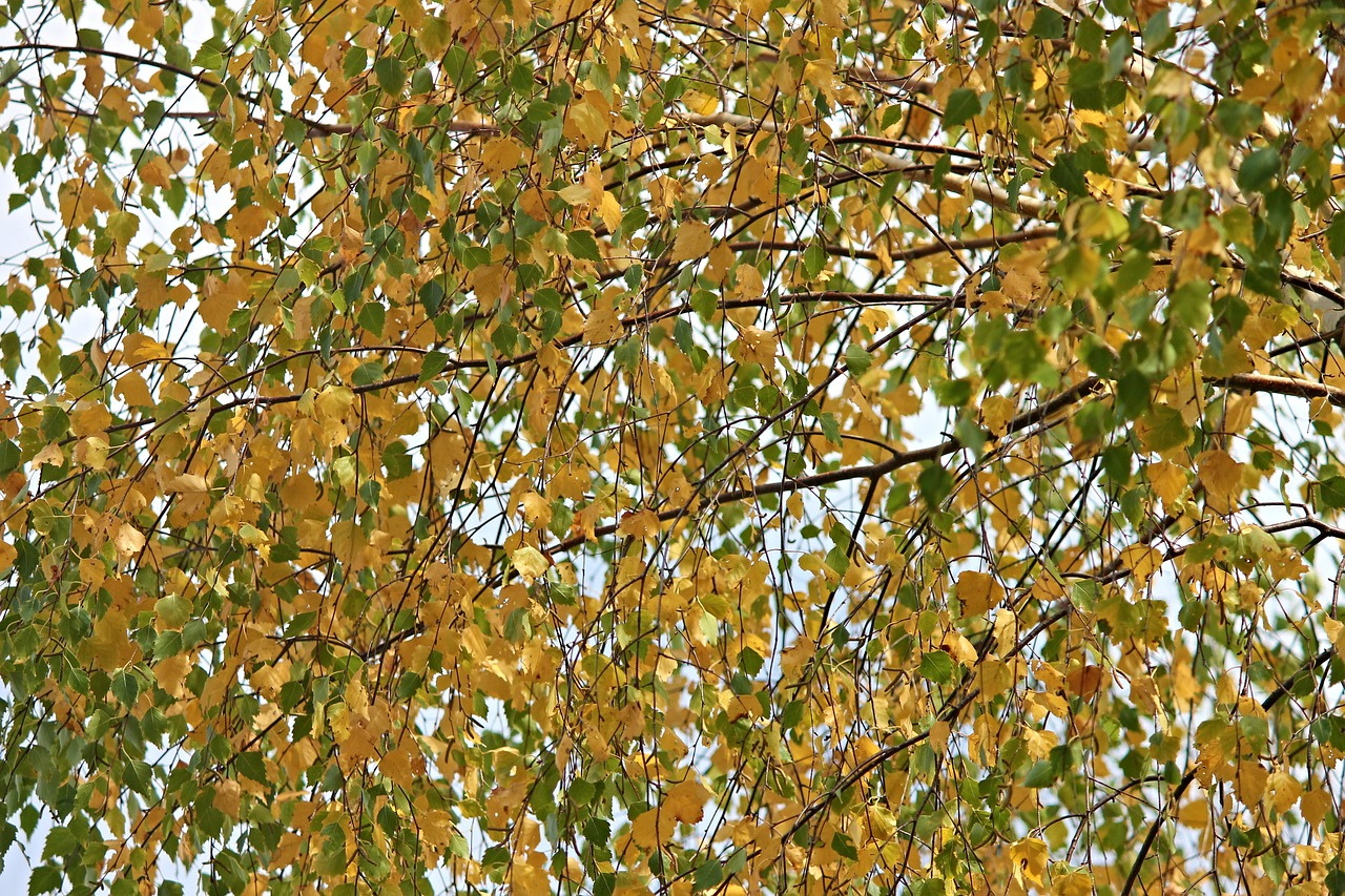 birch firs autumn free photo