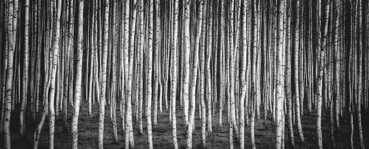 birch brezový grove nature free photo