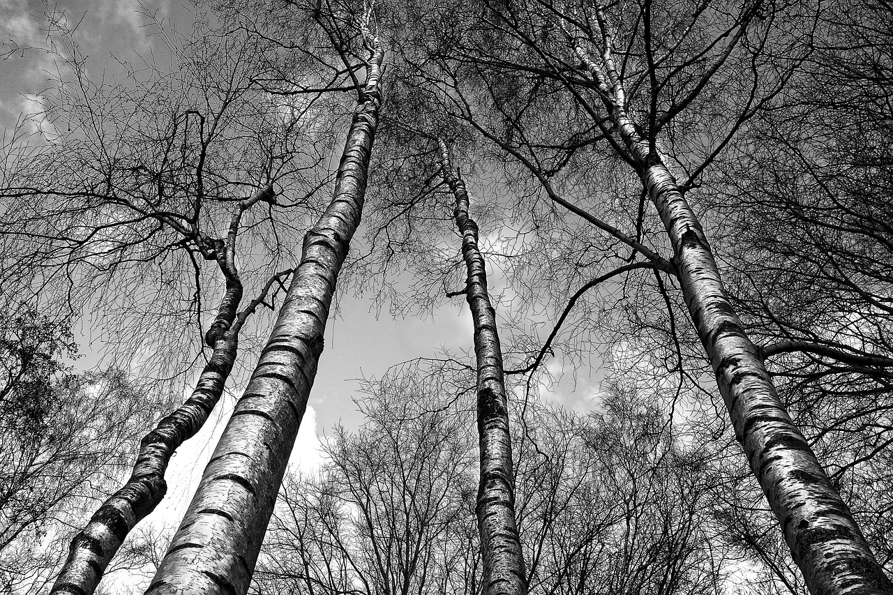 birch birch trees trunk free photo