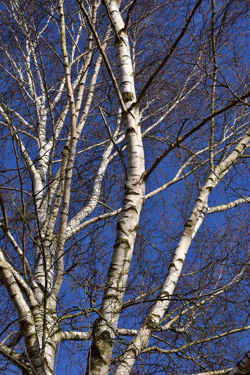 birch winter kahl free photo