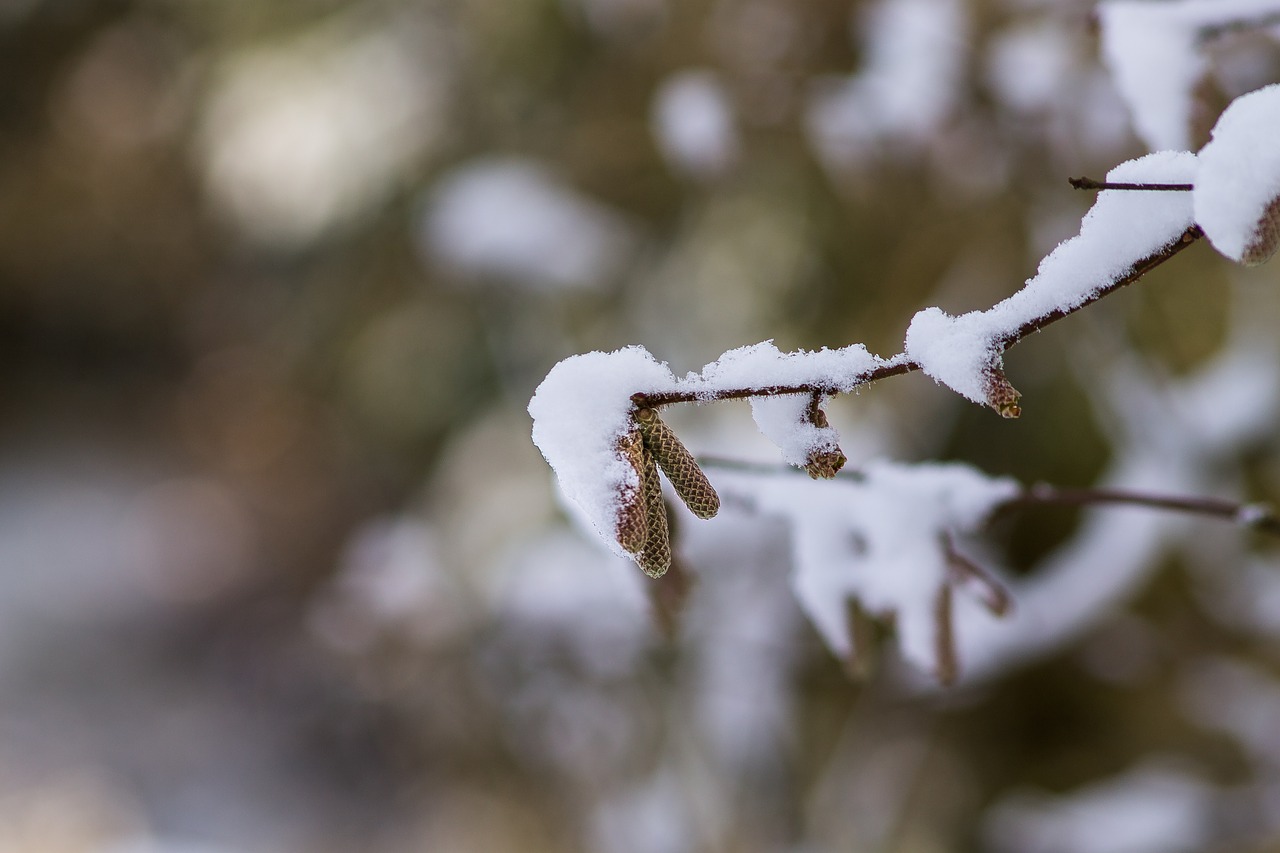 birch bokeh nature free photo