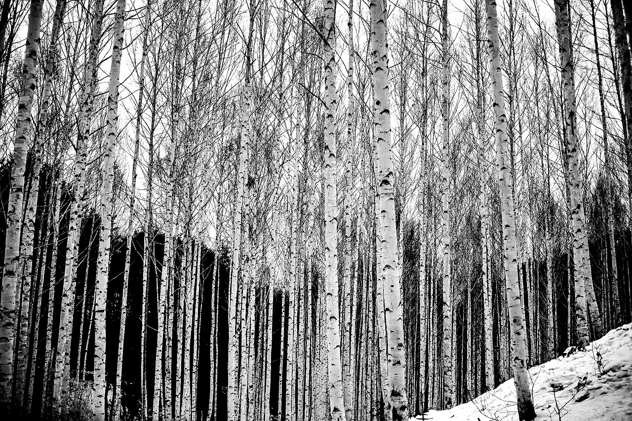 birch wood scenery free photo