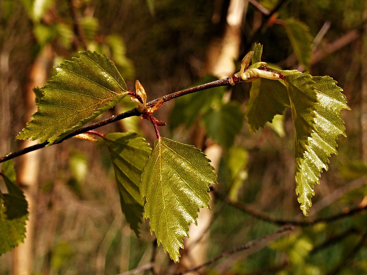 birch foliage spring free photo