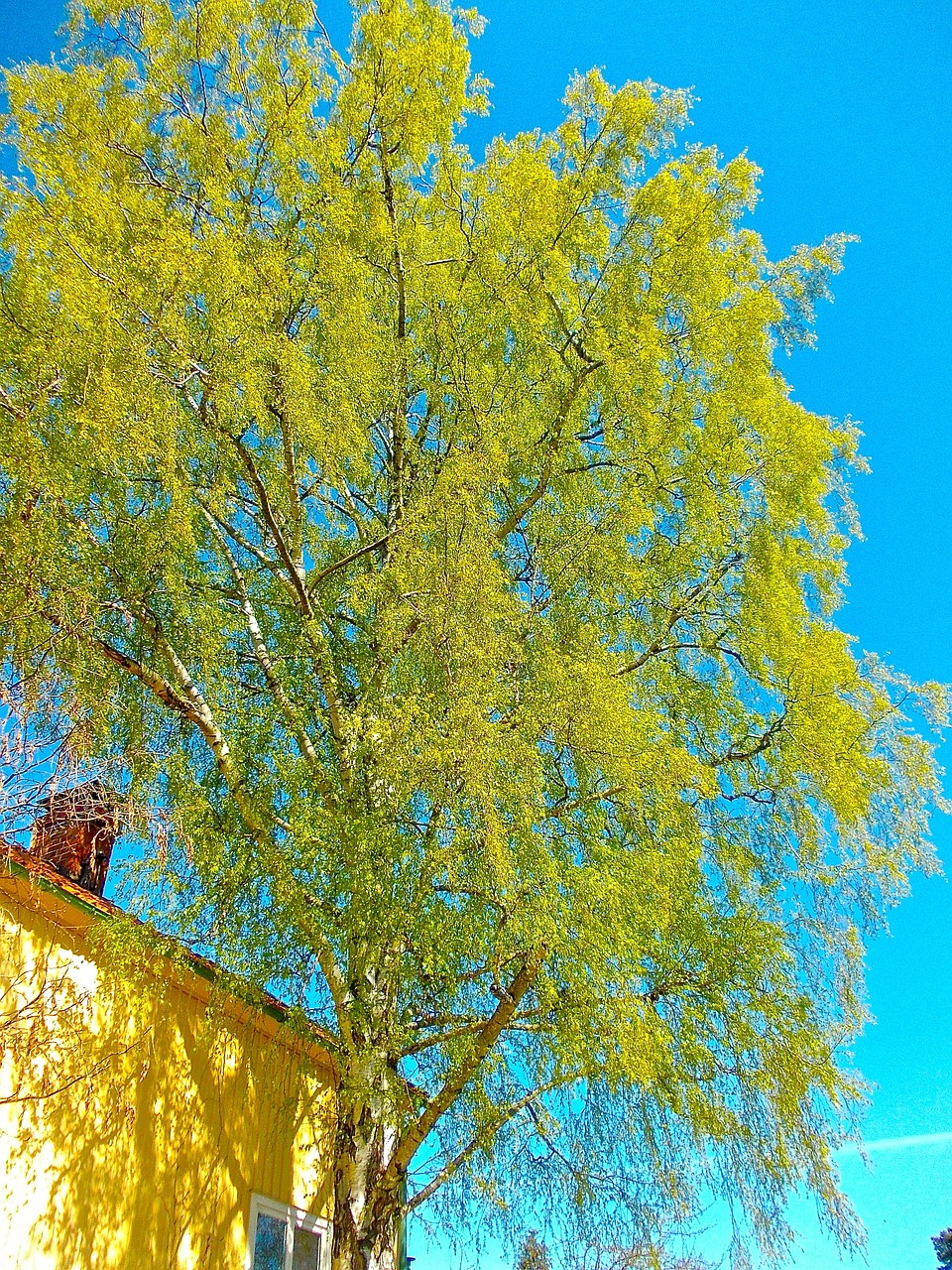 birch tree blue sky free photo