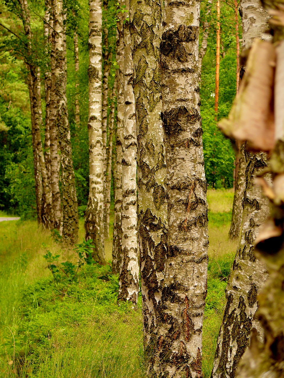 birch series trees free photo