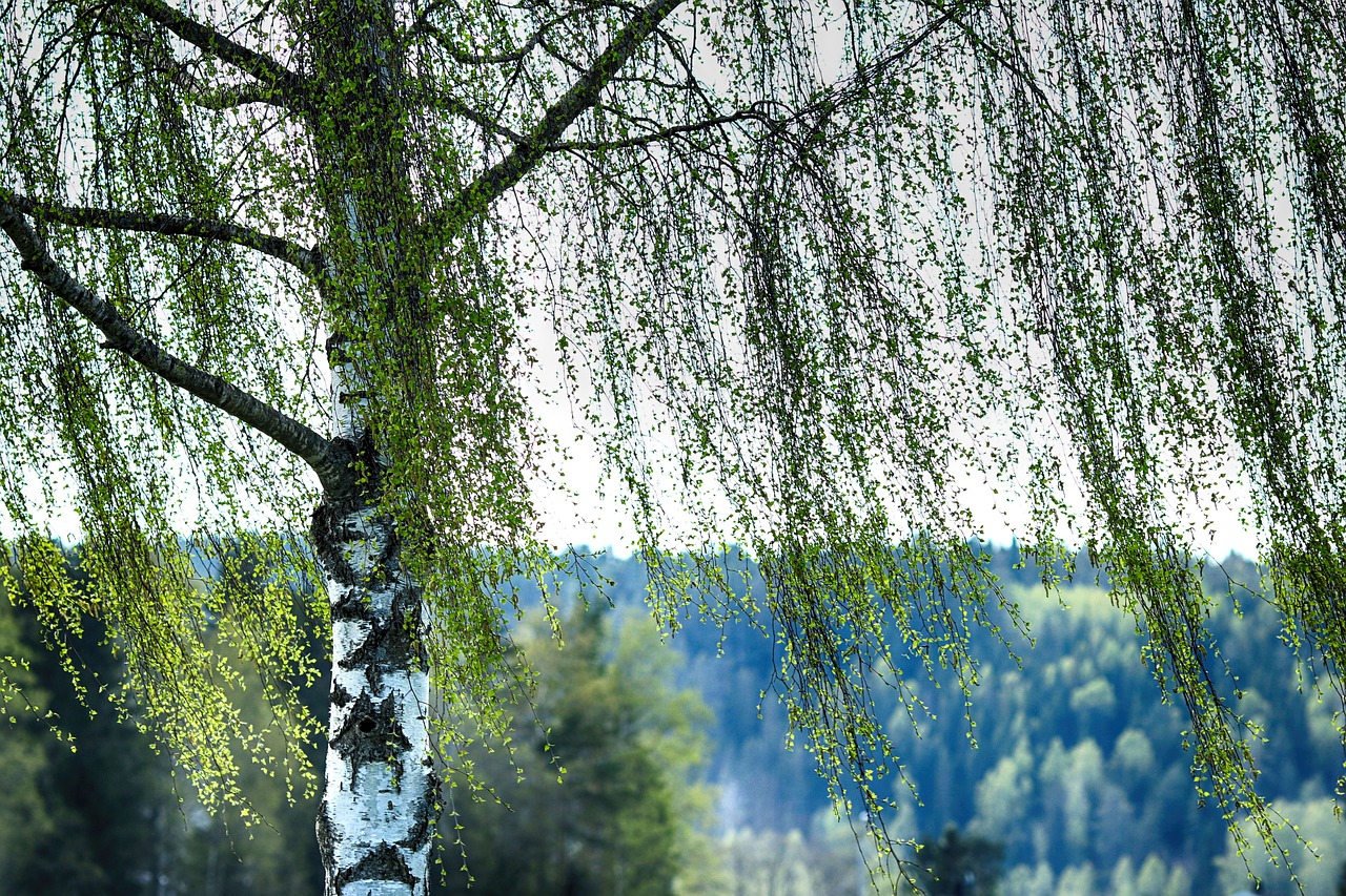 birch  tree  leaf free photo